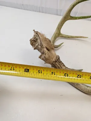 Antique Animal Skulls