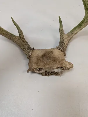 Antique Animal Skulls