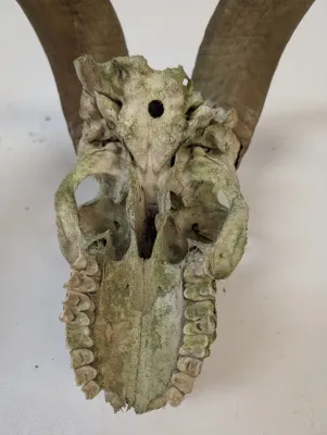 Antique Animal Skull
