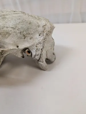 Antique Animal Skull
