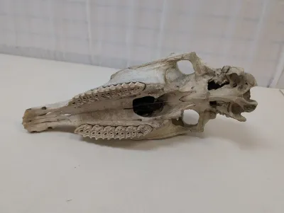 Antique Animal Skull