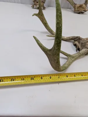 Antique Animal Skulls