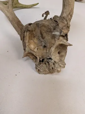 Antique Animal Skulls