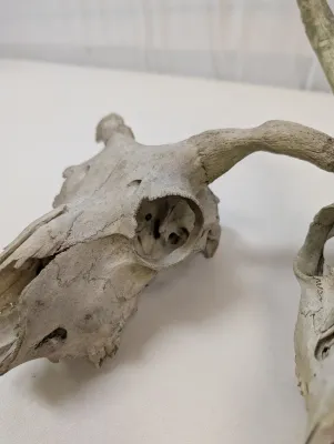 Antique Animal Skulls