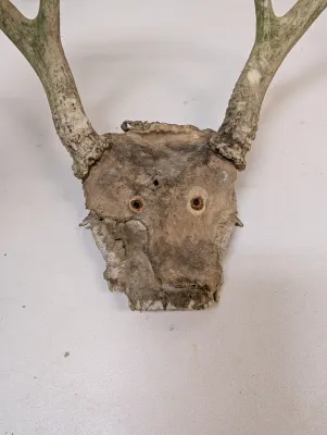 Antique Animal Skulls