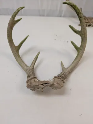 Antique Animal Skulls