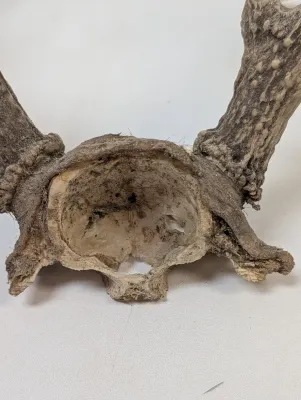 Antique Animal Skulls
