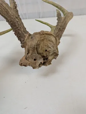Antique Animal Skulls