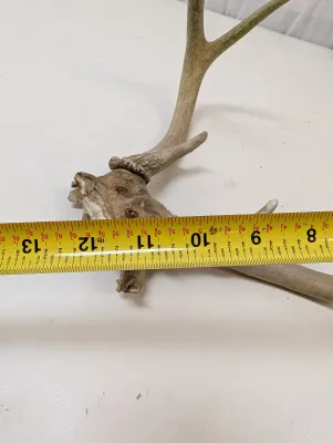 Antique Animal Skulls