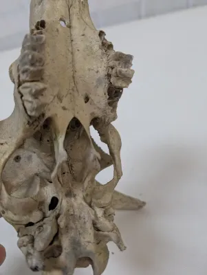 Antique Animal Skulls