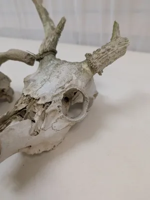Antique Animal Skulls