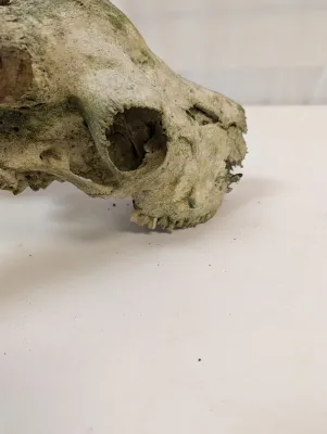 Antique Animal Skull