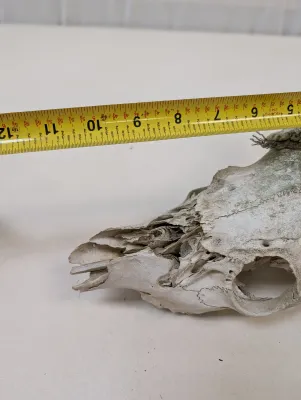 Antique Animal Skulls