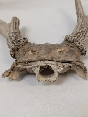 Antique Animal Skulls