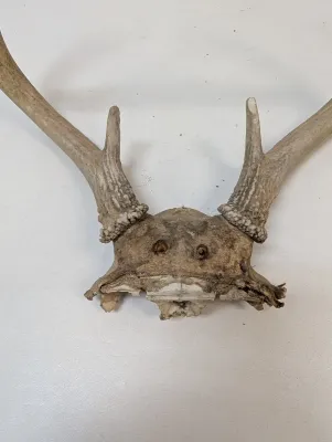 Antique Animal Skulls