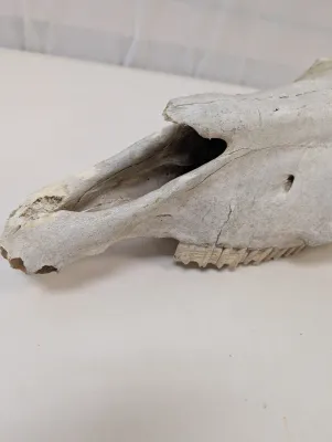 Antique Animal Skull