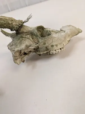 Antique Animal Skulls