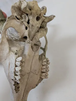 Antique Animal Skulls
