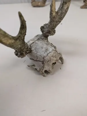 Antique Animal Skulls
