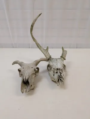Antique Animal Skulls