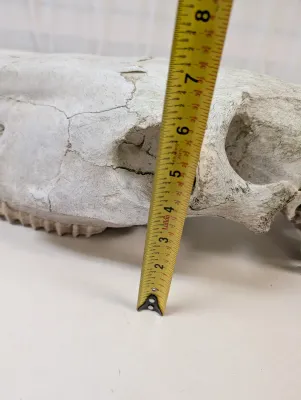 Antique Animal Skull