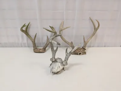 Antique Animal Skulls