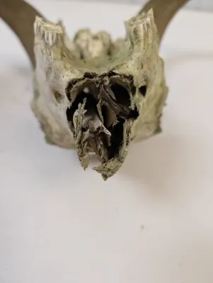 Antique Animal Skull