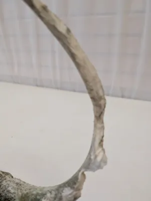 Antique Animal Skulls