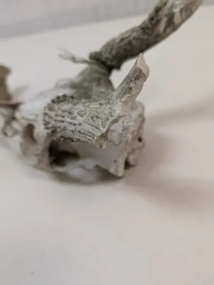 Antique Animal Skulls
