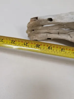 Antique Animal Skull