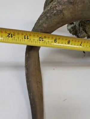 Antique Animal Skull