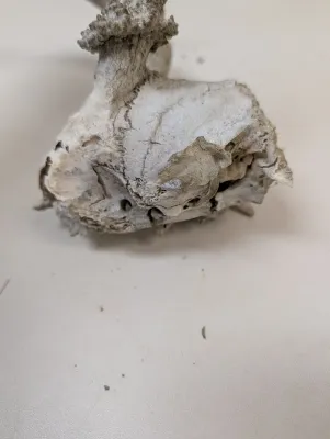 Antique Animal Skulls