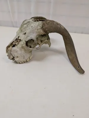 Antique Animal Skull