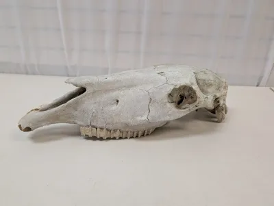 Antique Animal Skull