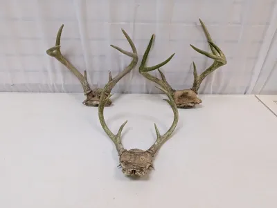 Antique Animal Skulls