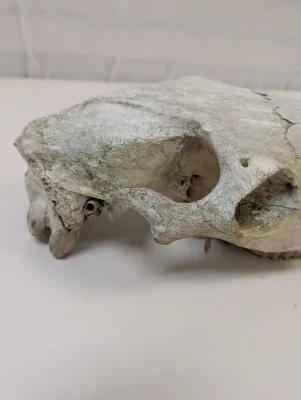Antique Animal Skull
