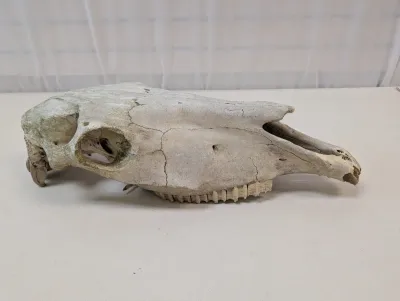 Antique Animal Skull