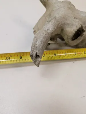 Antique Animal Skulls