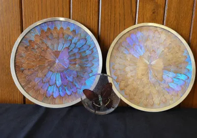 IRIDESCENT BUTTERFLY-WING WALL PLATES
