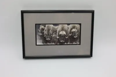 Gary Lyon Alaska Musk Ox Wildlife Print – Framed & Matted