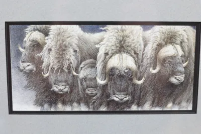 Gary Lyon Alaska Musk Ox Wildlife Print – Framed & Matted