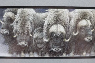 Gary Lyon Alaska Musk Ox Wildlife Print – Framed & Matted