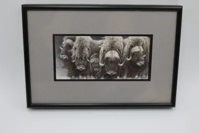 Gary Lyon Alaska Musk Ox Wildlife Print – Framed & Matted