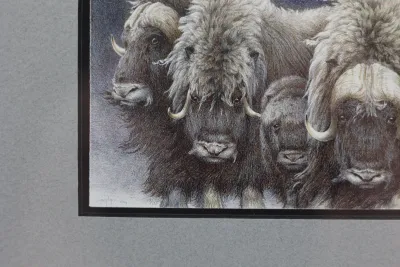 Gary Lyon Alaska Musk Ox Wildlife Print – Framed & Matted