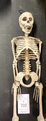 Hanging Skeleton, Halloween Decoration