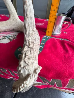 Natural Shed Deer Antler - 4 Point