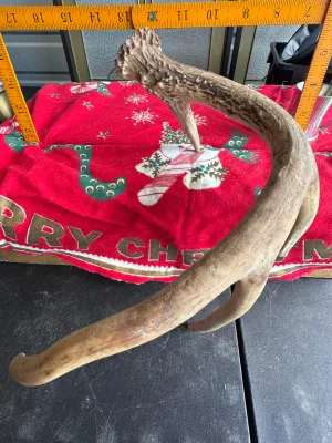 Natural Shed Deer Antler - 4 Point