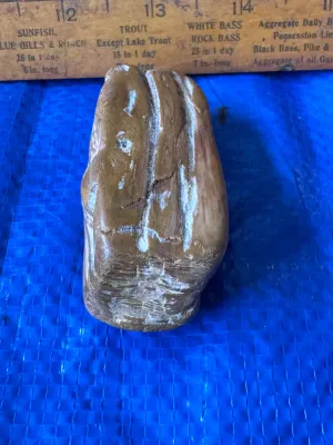 Polished Petrified Wood Specimen
