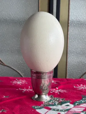 Blown-out ostrich egg shell