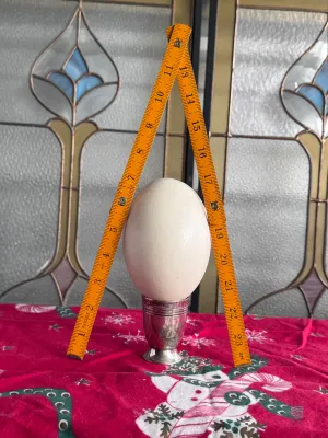 Blown-out ostrich egg shell